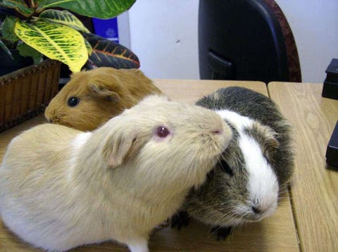 is it better to have one or two guinea pigs