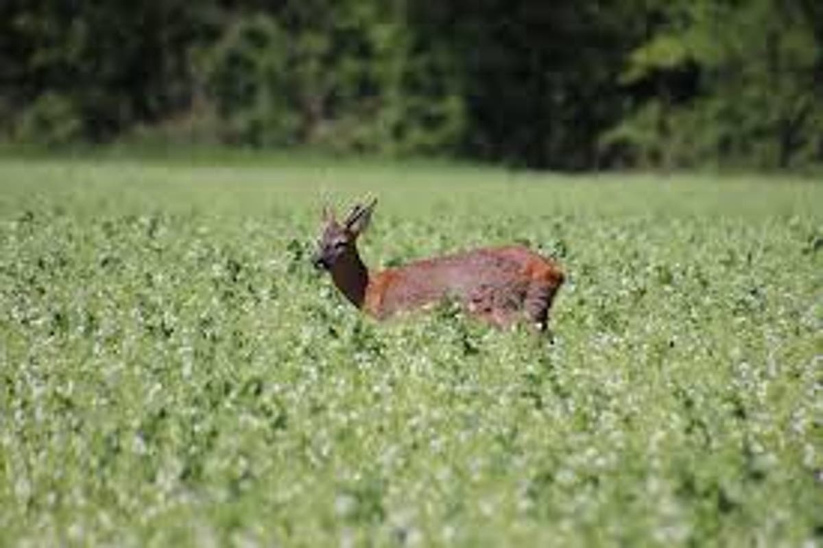 Agriculture Impacts Diets Of Wild Mammals Study Shows